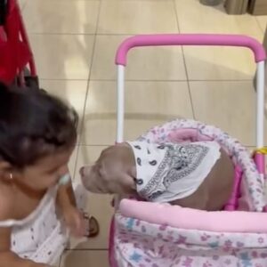 Enzo Salvi Instagram - CUCCIOLO DI PITBULL SUBISCE MALTRATTAMENTI DA UNA CUCCIOLA DI UOMO 😂😂😂😂 Mia Nipote Aurora e Tokyo ❤️❤️ #loveislove #dogs #pitbull #tiamo #cani