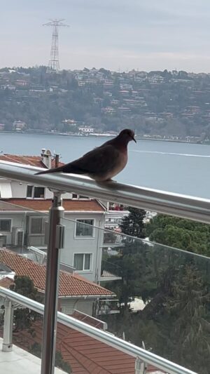 Erdal Özyağcılar Instagram - 