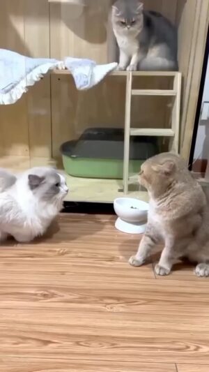 Erdal Özyağcılar Instagram - “Merhaba” bilmeyen iki kedi…sağdaki bir ara kedice küfretti ama anlayamadım😂..Hedoniiii