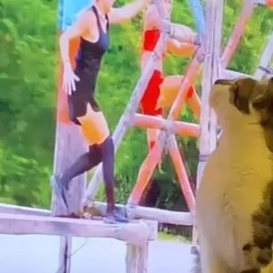 Erdal Özyağcılar Instagram - Bizim tipsy,Survivor’da Seda ile Nagihan’ı çok seviyor..Televizyonun önünden alamıyoruz valla..😂😂