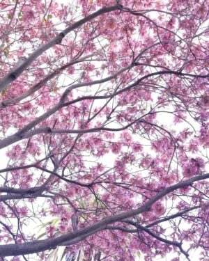 Eric Garcetti Instagram - Spring