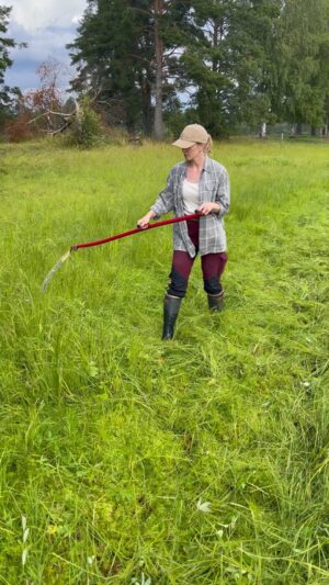 Erika Åberg Instagram - I går morse var det slåtterdags! Jag ska och fem grannar gick ner till älven och slog en äng som heter Sigeränget. Den ligger i Bredforsens naturreservat och här finns en flora och fauna som bara överlever om älvstränderna fortsätter att hävdas.

Jag använder bara lien en gång om året och känner mig som en nybörjare varenda gång. Hur kan människan ha uppfunnit ett verktyg som kräver en så svår teknik?! Jag är förundrad.

Jag ser på filmen att jag pendlar för mycket med armarna, roterar för lite med höfterna och att liebladet inte slickar marken utan gungar som ett U. Inte konstigt att jag har träningsvärk i armarna idag!😆

Men, men - gräset blev kortare och det är det viktigaste.

I ett av klippen syns också en maskinell slåtterbalk, en 
nödvändig hjälpreda när vi är så få som slår med lie.

#kulturlandskap #dalälven #naturreservat #bredforsen #gästrikland #lieslåtter