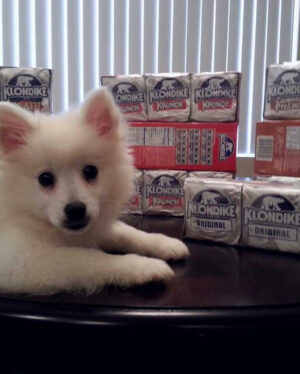 Erin Douglass Instagram - my soul mate lil nugget when she was just a pupper ❤️ #nationaldogday