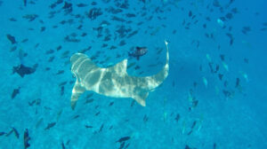 Erin Douglass Instagram - Never thought I'd see a celebrity in the middle of the Pacific ocean but I met THE Mr. Ray and Bruce last week (from the critically acclaimed film finding Nemo) and he's already emailed me like 4x asking me when I'm gonna come back and visit him!