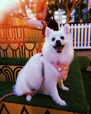 Erin Douglass Instagram - Just bein a Klondike 🐾