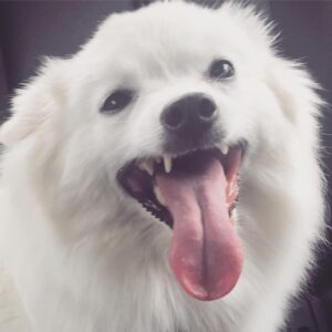 Erin Douglass Instagram - Scary but true: that is the actual size of Sundae's tongue