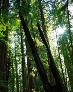 Ethan Embry Instagram - Giant Redwood Forest Humboldt County
