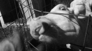 Ethan Embry Instagram - I want Cow