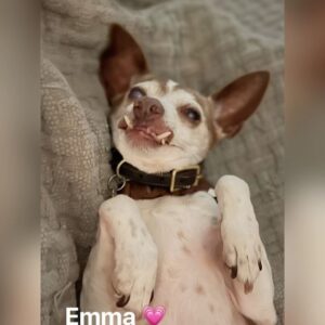 Eugene Lee Yang Instagram - Goodbye, Emma. For the past 13 years, you’ve been our best girl. The exemplification of how pets can be just as complex as people. Sweet, yet grouchy. Queen of the side-eye. Independent, but always in search of a warm lap. A little old lady at heart, and inevitably, in body as well. 

Your first pet as an adult is more consequential than can be expressed in words. The places you choose to live; the roommates you seek; the relationships you forge; and the next pets you adopt… all informed by a single, beautiful animal who becomes family. 

Thank you for shaping our lives, Emma. You’ll be missed dearly, but never forgotten. We love you and know you’ve found the warmest lap in the sky.