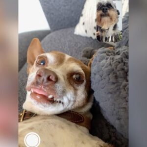 Eugene Lee Yang Instagram - Goodbye, Emma. For the past 13 years, you’ve been our best girl. The exemplification of how pets can be just as complex as people. Sweet, yet grouchy. Queen of the side-eye. Independent, but always in search of a warm lap. A little old lady at heart, and inevitably, in body as well. 

Your first pet as an adult is more consequential than can be expressed in words. The places you choose to live; the roommates you seek; the relationships you forge; and the next pets you adopt… all informed by a single, beautiful animal who becomes family. 

Thank you for shaping our lives, Emma. You’ll be missed dearly, but never forgotten. We love you and know you’ve found the warmest lap in the sky.