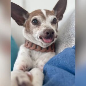 Eugene Lee Yang Instagram - Goodbye, Emma. For the past 13 years, you’ve been our best girl. The exemplification of how pets can be just as complex as people. Sweet, yet grouchy. Queen of the side-eye. Independent, but always in search of a warm lap. A little old lady at heart, and inevitably, in body as well. 

Your first pet as an adult is more consequential than can be expressed in words. The places you choose to live; the roommates you seek; the relationships you forge; and the next pets you adopt… all informed by a single, beautiful animal who becomes family. 

Thank you for shaping our lives, Emma. You’ll be missed dearly, but never forgotten. We love you and know you’ve found the warmest lap in the sky.
