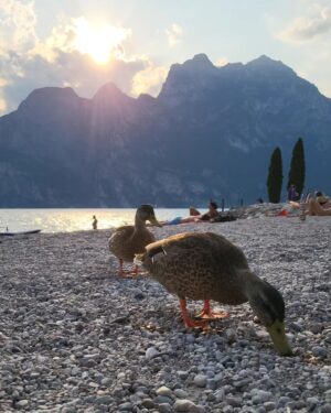 Federica Sabatini Instagram - Un pezzo della mia casa abita i laghi e le montagne 💞🦢 

@veronikamiotto 🫂