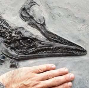 Fiann Smithwick Instagram - This is the skull of my most recently found ichthyosaur from the Jurassic Coast. One side of the skull is perfectly preserved because it was lying in the soft silty mud of the Jurassic seafloor before becoming fossilised. This protected it and slowed decay and erosion. The other side of the skull was exposed to the elements, allowing it to drift apart and scatter before being buried. 
🌊💦🦈🌊
#fossil #fossils #art #geology #palaeontology #paleontology #paleo #curiosity #ancient #history #collect #collection #animal #animals #evolution #science #museum #jewel #collecting #treasure #jaw #jaws #tooth #teeth #rare #dinosaur #age #dinosaurs #ichthyosaur #bones