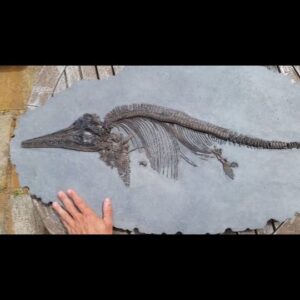 Fiann Smithwick Instagram - One of the best fossils I've ever found on the Jurassic Coast - a pefect juvenile ichthyosaur. Finding bones from these animals is quite common in this area, but a complete one like this is incredibly rare. Around 198 million years old. 
🐬🦈🦕🦖
#fossil #fossils #art #geology #palaeontology #paleontology #paleo #curiosity #ancient #history #collect #collection #animal #animals #evolution #science #museum #jewel #collecting #treasure #jaw #jaws #tooth #teeth #rare #dinosaur #age #dinosaurs #ichthyosaur #bones