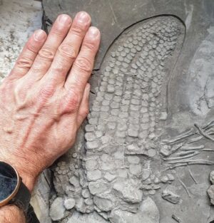 Fiann Smithwick Instagram - Here's another ichthyosaur paddle (front limb) I'm working on in my prep workshop. It's one of the best I've found and is part of a large near-complete animal I found a few years ago. 
🦈🐬🦈
I've not yet removed the fine layer of clay from the bones because this paddle is very unusual - it has soft tissue (skin and muscle remnants) surrounding the bones.
🦴🍗🍖 
These soft tissues rarely preserve in fossils and are very hard to prepare. Because they are so thin and delicate, traditional methods used to reveal the bones destroy them along with the rock. 
🗿⚙🦈
There is more work to be done on this one, but it will be very slow and delicate...

#fossil #fossils #art #geology #palaeontology #paleontology #paleo #curiosity #ancient #history #collect #collection #animal #animals #evolution #science #museum #jewel #collecting #treasure #paddle #jaws #hand #skin #rare #dinosaur #age #dinosaurs #ichthyosaur #bones