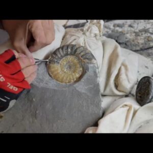 Fiann Smithwick Instagram - Here's an old time lapse video of some prep work I did using pneumatic micro tools (an airscribe) to reveal a beautiful Asteroceras obtusum ammonite from the Jurassic Coast. 
🌊🐚🌊
This was just the first stage of the prep to reveal one side of the shell. I also removed the rock from the other side of the shell to make it really stand out from the rock matrix in a sculptural way. It also makes it translucent so the light goes through it. 
🗿🗿
Swipe along to see what the fossil looked like after about 12 hours of prep work. 
.
#fossil #fossils #art #geology #palaeontology #paleontology #paleo #curiosity #ancient #history #collect #collection #animal #animals #evolution #science #museum #jewel #collecting #treasure #ammonite #ammonites #prep #timelapse #shell #beautiful #minerals #crystal #dinosaur #age