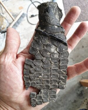 Fiann Smithwick Instagram - Here's a decent ichthyosaur front limb (colloquially known as a paddle) that I found a couple of years ago on the Jurassic Coast. 
🏖🌊🦈
I found it in bits and had to put it back together. I've still got a few more bones to reassemble but I've not yet figured out where they fit! If you swipe along, you can see what it looked like when still covered in shale before I removed it to reveal the detail of the bones. It's well preserved on both sides. 
🦈🐬🦈
These amazing bits of anatomy are some of the most exciting things to find as fossils. Sadly I don't have the rest of this animal, it was probably lost to the sea before I found this bit. 

#fossil #fossils #art #geology #palaeontology #paleontology #paleo #curiosity #ancient #history #collect #collection #animal #animals #evolution #science #museum #jewel #collecting #treasure #paddle #jaws #limb #hand #rare #dinosaur #age #dinosaurs #ichthyosaur #bones