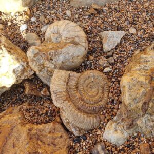 Fiann Smithwick Instagram - Sometimes you get lucky walking along the beach. I found these two amazing fossils happily sitting next to each other waiting to be found on the beach a few months ago. One is a nautilus and the other an ammonite called Stephanoceras. The sea had also done most of the prep work for me on these ones! 
🌊🐚🌊
#fossil #fossils #art #geology #palaeontology #paleontology #paleo #curiosity #ancient #history #collect #collection #animal #animals #evolution #science #museum #jewel #collecting #treasure #ammonite #ammonites #gold #golden #beauty #beautiful #minerals #crystal #dinosaur #age