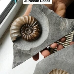 Fiann Smithwick Instagram - This is a beautifully preserved ammonite of the species Asteroceras obtusum I found a few years ago on the Jurassic Coast. You can find them in a variety of colours, but these chocolate brown ones are my favourites! 
🏖🐚🌊🌊🐚
#fossil #fossils #art #geology #palaeontology #paleontology #paleo #curiosity #ancient #history #collect #collection #animal #animals #evolution #science #museum #jewel #collecting #treasure #ammonite #ammonites #pop #popped #shell #jurassiccoast #minerals #crystal #dinosaur #age