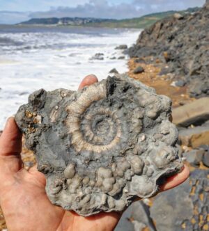 Fiann Smithwick Instagram - A beautiful and very large pyrite ammonite I found recently on Charmouth beach on the Jurassic Coast. This one will be close to perfect when I clean it up! 

To me, there's nothing more exciting than uncovering a natural treasure like this that's been hiding for nearly 200 million years. Being the first person to ever see a fossil like this is always humbling. 
🏖🏖🐚🦴
#fossil #fossils #art #geology #palaeontology #paleontology #paleo #curiosity #ancient #history #collect #collection #animal #animals #evolution #science #museum #jewel #collecting #treasure #ammonite #ammonites #beach #jurassiccoast #uncover #beautiful #minerals #crystal #dinosaur #age