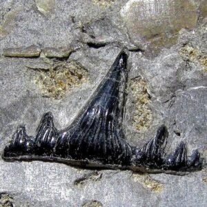 Fiann Smithwick Instagram - This is a beautifully detailed little hybodont shark's tooth from the Early Jurassic of Lyme Regis. I found this a few years ago when only a small part of it was showing from the rock. After a bit of very careful cleaning, it turned out to be perfect. 
🦈🦈🦷
It's a small tooth that only measures about a centimetre across, so would have come from a small shark. The largest sharks we know about from the Early Jurassic seas where these fossils are found are about 5-6 feet long and several spectacular compete shark fossils have been found here over the years. They weren't the apex predators that we know in today's oceans, that role went to the giant marine reptiles including ichthyosaurs. 
.
#fossil #fossils #art #geology #palaeontology #paleontology #paleo #curiosity #ancient #history #collect #collection #animal #animals #evolution #science #museum #jewel #collecting #treasure #jaw #jaws #tooth #teeth #rare #dinosaur #sharks #dinosaurs #shark #bones