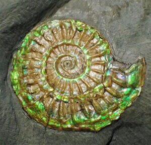 Fiann Smithwick Instagram - A beautiful little iridescent ammonite from the UK, showing some amazing green colours that change as you change the angle you look at it from. You can get all kinds of colours in these shells, with some having almost all the colours of the rainbow in. 

The colours change thanks to the layers of the shell that are stacked on top of one another and refract the light different. The thickness of these layers determine the colours, with thinner shells having blue and green hues and thicker layers having orange and red hues.

Around 200 million years old, from the Early Jurassic. 
🌈🐚🌈
#fossil #fossils #art #geology #palaeontology #paleontology #paleo #curiosity #ancient #history #collect #collection #animal #animals #evolution #science #museum #jewel #collecting #treasure #ammonite #ammonites #colorful #colourful #gem #beautiful #minerals #crystal #dinosaur #age