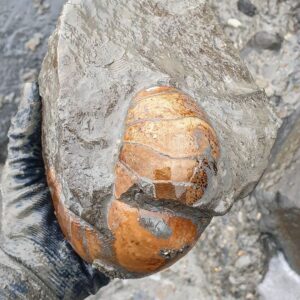 Fiann Smithwick Instagram - Here are some better shots of the nautilus fossil from my latest reel that I found recently on the Jurassic Coast beach of Charmouth. It's very unusual to find one like this free of matrix (extra rock) on this part of the Coast, they're usually inside hard limestone concretions (though still rare even then).
🌊🐚🌊
Nautilus fossils like these are strikingly similar to the shells of the living Nautilus despite being nearly 200 million years old. Unlike the much more common ammonites that died out with the dinosaurs 66 million years ago, the humble nautilus survived and still lives in tropical waters today. 
🐚🐙🐚🏖
#fossil #fossils #art #geology #palaeontology #paleontology #paleo #curiosity #ancient #history #collect #collection #animal #animals #evolution #science #museum #jewel #collecting #treasure #ammonite #ammonites #nautilus #shell #shells #jurassiccoast #minerals #crystal #dinosaur #age