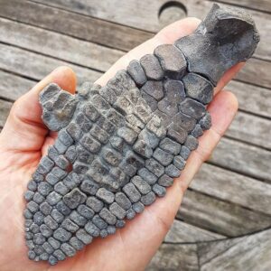 Fiann Smithwick Instagram - Holding hands with an animal that died almost 200 million years ago. This is an ichthyosaur (marine reptile) paddle I found on the Jurassic Coast. Although we call them paddles locally, it's a misnomer as ichthyosaurs didn't use them to swim. Instead, they beat their tail side to side to propel themselves forwards while these front limbs kept the animal stable in the water and helped them steer.
🏖🐚🐬🦈🌊
When I found this fossil, the bones were all loose in the rock. So I had to piece them back together into their original arrangement. Which took some time! 
🌊🦈🌊
#fossil #fossils #art #geology #palaeontology #paleontology #paleo #curiosity #ancient #history #collect #collection #animal #animals #evolution #science #museum #jewel #collecting #treasure #paddle #jaws #marine #reptile #rare #dinosaur #age #dinosaurs #ichthyosaur #bones