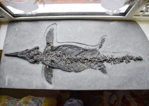 Fiann Smithwick Instagram - This is one of my best fossils I've found on the Jurassic Coast - a near-perfect juvenile marine reptile called an ichthyosaur. 
🌊🦕🌊
Usually, these fossils preserve the animals lying on their sides as they easily rolled over on the seafloor after they died, but this one preserves it lying on its belly with its limbs splayed out. It must have sunk into the mud on the seafloor like this before being preserved. 
🐬
This one is so well preserved that it even has skin still present between its ribs. 
🦕🦖🦕
#fossil #fossils #art #geology #palaeontology #paleontology #paleo #curiosity #ancient #history #collect #collection #animal #animals #evolution #science #museum #jewel #collecting #treasure #jaw #jaws #tooth #teeth #rare #dinosaur #age #dinosaurs #ichthyosaur #bones