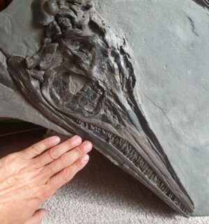 Fiann Smithwick Instagram - An ichthyosaur skull I found around a decade ago on the Jurassic Coast. This was the first decent ichthyosaur fossil I found and is still one of the best skulls I have collection. 
🐬🦖🐬
#fossil #fossils #art #geology #palaeontology #paleontology #paleo #curiosity #ancient #history #collect #collection #animal #animals #evolution #science #museum #jewel #collecting #treasure #jaw #jaws #tooth #teeth #rare #dinosaur #age #dinosaurs #ichthyosaur #bones