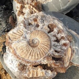 Fiann Smithwick Instagram - It's been a fair old while since I posted on here, I've been involved in some (very) exciting projects outside of fossil hunting that I'll reveal in due course when I'm allowed. I have managed some time on the beach recently, including a very exciting day when I cracked open a septarian limestone concretion to reveal this stunning Asteroceras stellare ammonite. These aren't usually this well preserved, so I'm pretty pleased with this one! Around 196 million years old (Early Jurassic of Charmouth, Dorset).
🌊🐚🌊🏖
#fossil #fossils #art #geology #palaeontology #paleontology #paleo #curiosity #ancient #history #collect #collection #animal #animals #evolution #science #museum #jewel #collecting #treasure #ammonite #ammonites #shell #beach #jurassiccoast #dorset #minerals #crystal #dinosaur #age