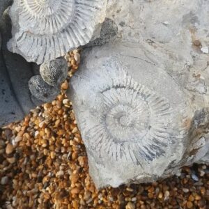 Fiann Smithwick Instagram - A small ammonite fossil that popped open with the tap of a hammer on the beach. Parkinsonia, from the Middle Jurassic Inferior Oolite of the Jurassic Coast, around 168 million years old. 
🏖🌊🐚🌊
#fossil #fossils #art #geology #palaeontology #paleontology #paleo #curiosity #ancient #history #collect #collection #animal #animals #evolution #science #museum #jewel #collecting #treasure #ammonite #ammonites #beach #jurassiccoast #popped #beautiful #minerals #crystal #dinosaur #age