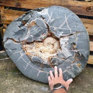 Fiann Smithwick Instagram - Here's the latest from my prep work on a big Asteroceras stellare ammonite found a few months ago on the Jurassic Coast. 

After breaking open the rock to check there was an ammonite within (most of these rocks are empty inside), I brought back all the bits of rock and put it back together at home. Then I ground off the excess to reduce the weight (over 100 kg before!). 

Now I'm revealing the ammonite from the centre outwards. It's slow work but will reveal this amazing fossil in all its glory. 

#fossil #fossils #art #geology #palaeontology #paleontology #paleo #curiosity #ancient #history #collect #collection #animal #animals #evolution #science #museum #jewel #collecting #treasure #ammonite #ammonites #shell #prep #prepping #shells #minerals #crystal #dinosaur #age