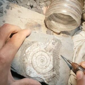 Fiann Smithwick Instagram - Prepping of a compressed ammonite fossil from the UK. I'm using a pneumatic tool (an air scribe) to carefully remove the rock that has covered the shell for 200 million years. 
🗿🐚🗿
Some fossils are in really tough rock that is very tricky to remove. This one, however,  is in really soft shale that comes away from the fossil with relative ease. It's a very satisfying job when it goes like this! 
🐚🐚🐚
#fossil #fossils #art #geology #palaeontology #paleontology #paleo #curiosity #ancient #history #collect #collection #animal #animals #evolution #science #museum #jewel #collecting #treasure #ammonite #ammonites #prep #prepping #reveal #stone #minerals #crystal #dinosaur #age