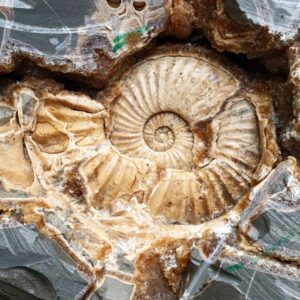 Fiann Smithwick Instagram - Here's the latest from my prep work on a big Asteroceras stellare ammonite found a few months ago on the Jurassic Coast. 

After breaking open the rock to check there was an ammonite within (most of these rocks are empty inside), I brought back all the bits of rock and put it back together at home. Then I ground off the excess to reduce the weight (over 100 kg before!). 

Now I'm revealing the ammonite from the centre outwards. It's slow work but will reveal this amazing fossil in all its glory. 

#fossil #fossils #art #geology #palaeontology #paleontology #paleo #curiosity #ancient #history #collect #collection #animal #animals #evolution #science #museum #jewel #collecting #treasure #ammonite #ammonites #shell #prep #prepping #shells #minerals #crystal #dinosaur #age