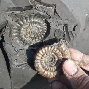 Fiann Smithwick Instagram - Plucking a pyrite ammonite from the shale on the jurassic Coast. These ammonites are preserved in tough iron pyrite, which is much more solid than the soft clay mudstone they're preserved inside. 
🐚🐚🐚
This means that when the sea washes over the shale, it erodes quickly, revealing the fossils that take much longer to be broken down by the elements. 
🌊🌊🐚🌊🌊
If you get to them in time, you can find them in perfect condition like this one! 
.
#fossil #fossils #art #geology #palaeontology #paleontology #paleo #curiosity #ancient #history #collect #collection #animal #animals #evolution #science #museum #jewel #collecting #treasure #ammonite #ammonites #gold #beach #beauty #beautiful #minerals #crystal #dinosaur #age