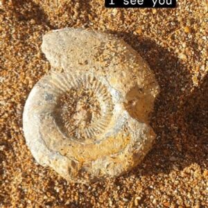Fiann Smithwick Instagram - This Jurassic ammonite was doing a pretty good job at hiding on the beach, but not quite good enough! While not a perfect example, it's always a thrill to spot something like this just waiting to be discovered. Knowing you're the first thing to see this in 168 million years is pretty awesome. 
🌊🐚🐚🌊🏖
#fossil #fossils #art #geology #palaeontology #paleontology #paleo #curiosity #ancient #history #collect #collection #animal #animals #evolution #science #museum #jewel #collecting #treasure #ammonite #ammonites #dorset #jurassiccoast #beach #hiding #minerals #crystal #dinosaur #age