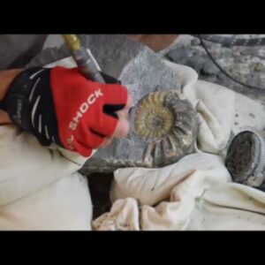 Fiann Smithwick Instagram - Here's a time lapse of the prep work
involved in revealing a nice Asteroceras obtusum ammonite from its 196 million year old rocky tomb. 
🗿☠🗿
I'm using a pneumatic scribe to remove small amounts of rock around the shell and slowly but surely the fossil reveals itself. 
🐚🐚🐚
It's very satisfying work, but requires patience and a steady hand. It's also loud and dusty, so good protective gear is a must! 
🥽🎧
#fossil #fossils #art #geology #palaeontology #paleontology #paleo #curiosity #ancient #history #collect #collection #animal #animals #evolution #science #museum #jewel #collecting #treasure #ammonite #ammonites #prep #prepping #reveal #timelapse #minerals #crystal #dinosaur #age
