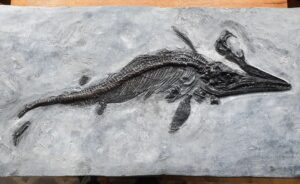 Fiann Smithwick Instagram - The newest addition to my collection! I found this juvenile ichthyosaur last year, but I've only just got it prepped by the talented Craig Chivers at @naturalselectionfossils. 
🗿🦈🗿
The fossil was really exposed when I found it, revealed by some rough weather. Another storm would probably have destroyed most of it. The sea had already taken the front paddle and part of the ribcage, so Craig reconstructed these beautifully to show what they would have looked like before being lost to the elements.
🦈☠🌊💨🌊
This beautiful little fossil is about 70 cm long and has one of the best skulls of any of my ichthys, and the tiniest back paddles! The tail is also weirdly broken up and the other side of the skull is exposed having drifted slightly when it lay on the seafloor. 
Around 198 million years old. 
🐬🦈🐬
#fossil #fossils #art #geology #palaeontology #paleontology #paleo #curiosity #ancient #history #collect #collection #animal #animals #evolution #science #museum #jewel #collecting #treasure #jaw #jaws #tooth #teeth #rare #dinosaur #age #dinosaurs #ichthyosaur #bones