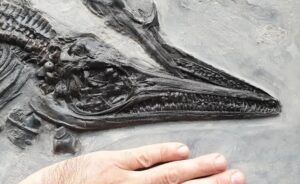 Fiann Smithwick Instagram - The newest addition to my collection! I found this juvenile ichthyosaur last year, but I've only just got it prepped by the talented Craig Chivers at @naturalselectionfossils. 
🗿🦈🗿
The fossil was really exposed when I found it, revealed by some rough weather. Another storm would probably have destroyed most of it. The sea had already taken the front paddle and part of the ribcage, so Craig reconstructed these beautifully to show what they would have looked like before being lost to the elements.
🦈☠🌊💨🌊
This beautiful little fossil is about 70 cm long and has one of the best skulls of any of my ichthys, and the tiniest back paddles! The tail is also weirdly broken up and the other side of the skull is exposed having drifted slightly when it lay on the seafloor. 
Around 198 million years old. 
🐬🦈🐬
#fossil #fossils #art #geology #palaeontology #paleontology #paleo #curiosity #ancient #history #collect #collection #animal #animals #evolution #science #museum #jewel #collecting #treasure #jaw #jaws #tooth #teeth #rare #dinosaur #age #dinosaurs #ichthyosaur #bones