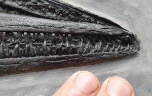 Fiann Smithwick Instagram - The newest addition to my collection! I found this juvenile ichthyosaur last year, but I've only just got it prepped by the talented Craig Chivers at @naturalselectionfossils. 
🗿🦈🗿
The fossil was really exposed when I found it, revealed by some rough weather. Another storm would probably have destroyed most of it. The sea had already taken the front paddle and part of the ribcage, so Craig reconstructed these beautifully to show what they would have looked like before being lost to the elements.
🦈☠🌊💨🌊
This beautiful little fossil is about 70 cm long and has one of the best skulls of any of my ichthys, and the tiniest back paddles! The tail is also weirdly broken up and the other side of the skull is exposed having drifted slightly when it lay on the seafloor. 
Around 198 million years old. 
🐬🦈🐬
#fossil #fossils #art #geology #palaeontology #paleontology #paleo #curiosity #ancient #history #collect #collection #animal #animals #evolution #science #museum #jewel #collecting #treasure #jaw #jaws #tooth #teeth #rare #dinosaur #age #dinosaurs #ichthyosaur #bones