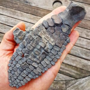 Fiann Smithwick Instagram - This is the front limb of an ichthyosaur I found some years ago on the Jurassic Coast.
🏖🌊🐚
Ichthyosaurs were marine reptiles that were superbly adapted for life in the water. When alive, they would have superficially resembled dolphins, but their bones show how different they were. Their limbs evolved to have lots more bones in them, with ones like this having dozens and dozens. This would have given them great stability in the water. 
🐬🦖🐬
This fossil is from the Early Jurassic and is around 196 million years old. 
🦕🦖🦕
#fossil #fossils #art #geology #palaeontology #paleontology #paleo #curiosity #ancient #history #collect #collection #animal #animals #evolution #science #museum #jewel #collecting #treasure #hand #paddle #jurassiccoast #dorset #rare #dinosaur #age #dinosaurs #ichthyosaur #bones