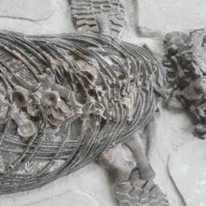 Fiann Smithwick Instagram - A view along the spine of one of my best fossil finds, a near-perfect ichthyosaur from the Jurassic Coast of Dorset. Finding an animal this complete is pretty darned rare, and needless to say I was pretty excited when I spotted it eroding out of the rocks. 
🐬🗿🐬🗿
#fossil #fossils #art #geology #palaeontology #paleontology #paleo #curiosity #ancient #history #collect #collection #animal #animals #evolution #science #museum #jewel #collecting #treasure #rare #jaws #reptile #marine #rare #dinosaur #age #dinosaurs #ichthyosaur #bones