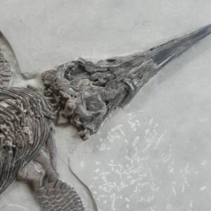 Fiann Smithwick Instagram - A pan across one of my best ichthyosaur fossils from the Jurassic Coast. I found this beastie a few years ago in a near-complete state of preservation. 
🏖
It's preserved in an unusual fashion for these fossils - on its belly. Usually they're lying on their side. This one shows the four paddles (limbs) splayed out to the side, making it clear that they're tetrapods. 
🐬🦖🐟🐕
Around 196 million years old from the Early Jurassic of Lyme Regis. 

#fossil #fossils #art #geology #palaeontology #paleontology #paleo #curiosity #ancient #history #collect #collection #animal #animals #evolution #science #museum #jewel #collecting #treasure #jaw #jaws #tooth #teeth #rare #dinosaur #age #dinosaurs #ichthyosaur #bones