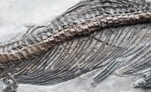 Fiann Smithwick Instagram - The newest addition to my collection! I found this juvenile ichthyosaur last year, but I've only just got it prepped by the talented Craig Chivers at @naturalselectionfossils. 
🗿🦈🗿
The fossil was really exposed when I found it, revealed by some rough weather. Another storm would probably have destroyed most of it. The sea had already taken the front paddle and part of the ribcage, so Craig reconstructed these beautifully to show what they would have looked like before being lost to the elements.
🦈☠🌊💨🌊
This beautiful little fossil is about 70 cm long and has one of the best skulls of any of my ichthys, and the tiniest back paddles! The tail is also weirdly broken up and the other side of the skull is exposed having drifted slightly when it lay on the seafloor. 
Around 198 million years old. 
🐬🦈🐬
#fossil #fossils #art #geology #palaeontology #paleontology #paleo #curiosity #ancient #history #collect #collection #animal #animals #evolution #science #museum #jewel #collecting #treasure #jaw #jaws #tooth #teeth #rare #dinosaur #age #dinosaurs #ichthyosaur #bones