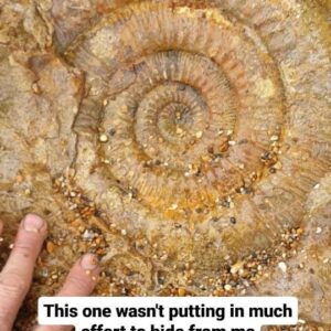 Fiann Smithwick Instagram - I found this large Stephanoceras ammonite recently on the Jurassic Coast. These are uncommon ammonites and I got very lucky with this one! 

You usually have to spot a small bit of the fossil in the rock, but this one was fully exposed waiting to be found. The tricky bit was carrying it home! 

Around 168 million years old (Middle Jurassic).
🐚🏖🌊🦖🦕
#fossil #fossils #art #geology #palaeontology #paleontology #paleo #curiosity #ancient #history #collect #collection #animal #animals #evolution #science #museum #jewel #collecting #treasure #ammonite #ammonites #gold #jurassiccoast #dorset #fossilhunting #minerals #crystal #dinosaur #age