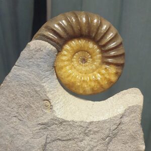Fiann Smithwick Instagram - Here's an old time lapse video of some prep work I did using pneumatic micro tools (an airscribe) to reveal a beautiful Asteroceras obtusum ammonite from the Jurassic Coast. 
🌊🐚🌊
This was just the first stage of the prep to reveal one side of the shell. I also removed the rock from the other side of the shell to make it really stand out from the rock matrix in a sculptural way. It also makes it translucent so the light goes through it. 
🗿🗿
Swipe along to see what the fossil looked like after about 12 hours of prep work. 
.
#fossil #fossils #art #geology #palaeontology #paleontology #paleo #curiosity #ancient #history #collect #collection #animal #animals #evolution #science #museum #jewel #collecting #treasure #ammonite #ammonites #prep #timelapse #shell #beautiful #minerals #crystal #dinosaur #age
