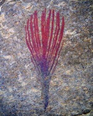 Fiann Smithwick Instagram - This is an incredible fossil of a 48 million year old bird feather from the Eocene age Messel Formation of Germany. This location has some of the best-preserved fossils in the world, many of which include soft tissues like these feathers. 
🦜🐦
The feathers are preserved because the original pigment that gave them colour in life is very resistant to decay, and under the right conditions (no oxygen) can remain long enough to be preserved in the rock after the other tissues (keratin) have decayed. 
🗿🐚🦜
The pigment isn't the same colour that it would have been in life though. That changes as the rock heats up under pressure underground and chemical changes occur. The colours that it is now are caused by trace metals that bind too the pigment from the sediment. 
🎨🦚
If you swipe along, you'll see scanning electron microscope (SEM) images I took of the pigment granules (melanosomes) inside the feather for my PhD.  These are tiny, you could fit 1000 of them end to end in a millimetre!
#fossil #fossils #art #geology #palaeontology #paleontology #paleo #curiosity #ancient #history #collect #collection #animal #animals #evolution #science #museum #jewel #collecting #treasure #feather #feathers #bird #birds #messel #pigment #eocene