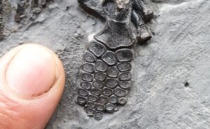 Fiann Smithwick Instagram - The newest addition to my collection! I found this juvenile ichthyosaur last year, but I've only just got it prepped by the talented Craig Chivers at @naturalselectionfossils. 
🗿🦈🗿
The fossil was really exposed when I found it, revealed by some rough weather. Another storm would probably have destroyed most of it. The sea had already taken the front paddle and part of the ribcage, so Craig reconstructed these beautifully to show what they would have looked like before being lost to the elements.
🦈☠🌊💨🌊
This beautiful little fossil is about 70 cm long and has one of the best skulls of any of my ichthys, and the tiniest back paddles! The tail is also weirdly broken up and the other side of the skull is exposed having drifted slightly when it lay on the seafloor. 
Around 198 million years old. 
🐬🦈🐬
#fossil #fossils #art #geology #palaeontology #paleontology #paleo #curiosity #ancient #history #collect #collection #animal #animals #evolution #science #museum #jewel #collecting #treasure #jaw #jaws #tooth #teeth #rare #dinosaur #age #dinosaurs #ichthyosaur #bones