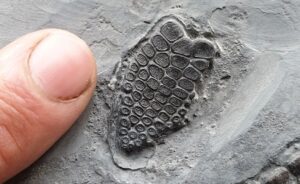 Fiann Smithwick Instagram - The newest addition to my collection! I found this juvenile ichthyosaur last year, but I've only just got it prepped by the talented Craig Chivers at @naturalselectionfossils. 
🗿🦈🗿
The fossil was really exposed when I found it, revealed by some rough weather. Another storm would probably have destroyed most of it. The sea had already taken the front paddle and part of the ribcage, so Craig reconstructed these beautifully to show what they would have looked like before being lost to the elements.
🦈☠🌊💨🌊
This beautiful little fossil is about 70 cm long and has one of the best skulls of any of my ichthys, and the tiniest back paddles! The tail is also weirdly broken up and the other side of the skull is exposed having drifted slightly when it lay on the seafloor. 
Around 198 million years old. 
🐬🦈🐬
#fossil #fossils #art #geology #palaeontology #paleontology #paleo #curiosity #ancient #history #collect #collection #animal #animals #evolution #science #museum #jewel #collecting #treasure #jaw #jaws #tooth #teeth #rare #dinosaur #age #dinosaurs #ichthyosaur #bones